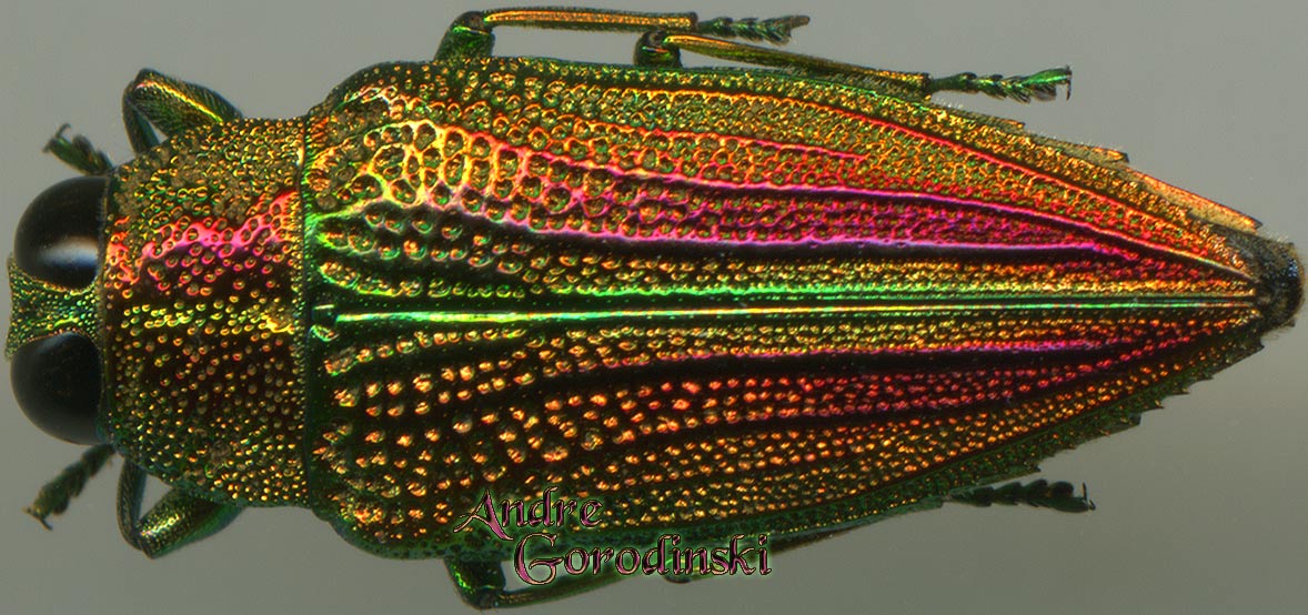 http://www.gorodinski.ru/buprestidae/Evides elegans.jpg